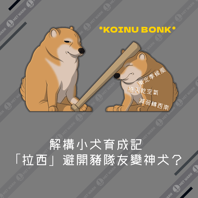 解構小犬育成記 「拉西」避開豬隊友變神犬？